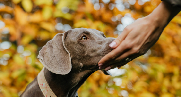Blogger Image (745 x 400 px) (11) Why-So-Many-People-Wants-a-Great-Dane-Dog
